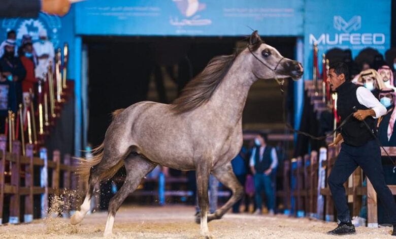 الشرقية تتأهب لانطلاق مهرجان الخيول العربية في دورته الـ 29.. عرس ثقافي يحتفي بالأصالة