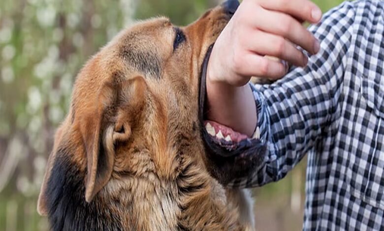 مركز وقاء يحذر: داء السعار قاتل صامت يتربص بالبشر والحيوانات الأليفة.. إليك دليل الوقاية الكامل